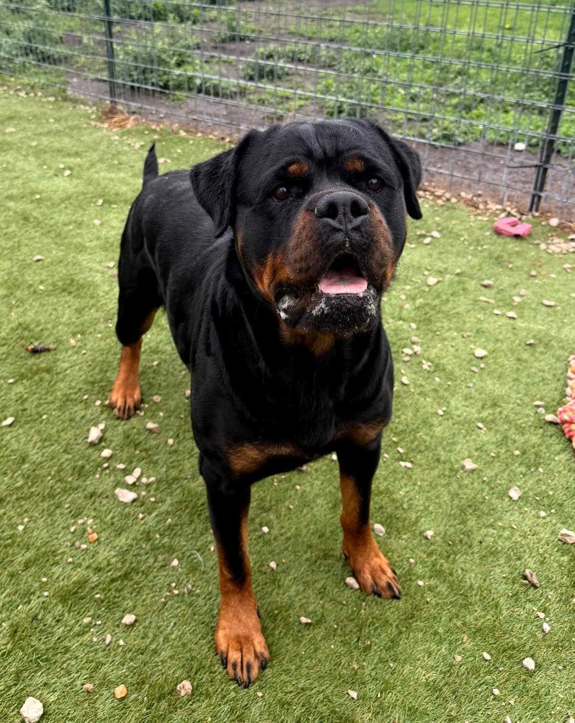 HARLEY, ADOPTABLE, Adult Female Rottweiler.