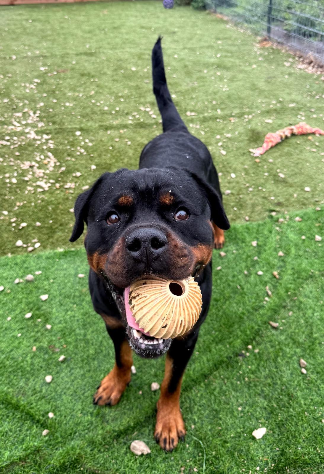 Enlarge HARLEY, a ADOPTABLE Rottweiler in Oswego, IL image 2/5