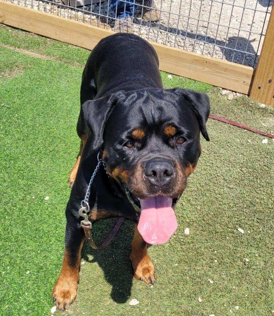 Enlarge HARLEY, a ADOPTABLE Rottweiler in Oswego, IL image 5/5