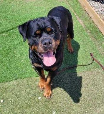 Enlarge HARLEY, a ADOPTABLE Rottweiler in Oswego, IL image 4/5