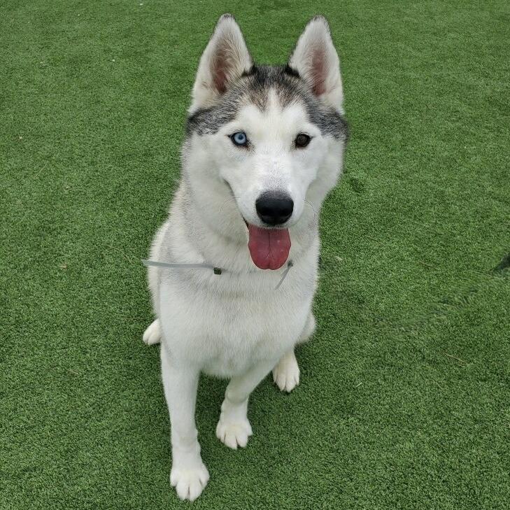 Palomo, Adoptable, Adult Male Husky & None.