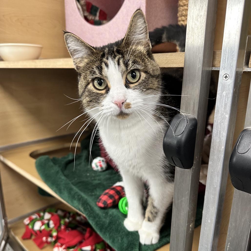 New Moon, Adoptable, Adult Female Domestic Short Hair.