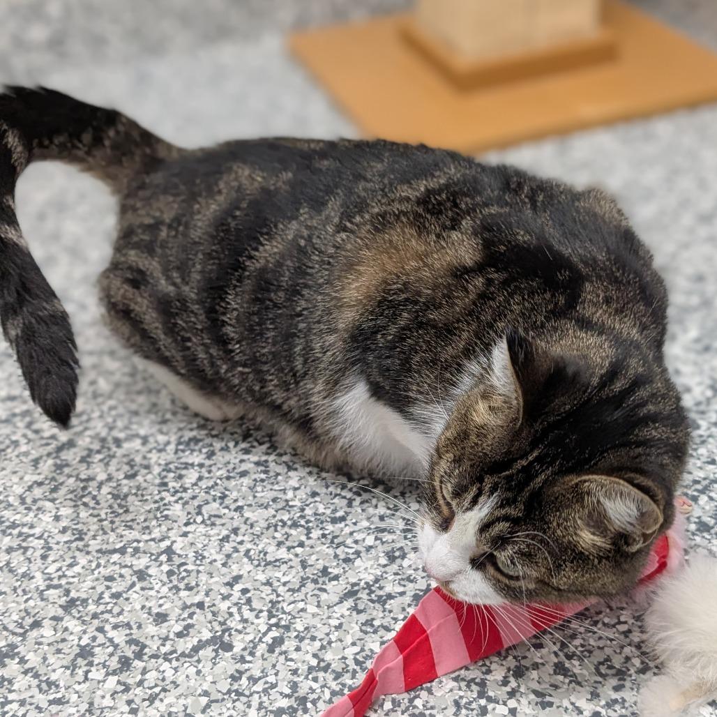 Enlarge New Moon, a Adoptable Domestic Short Hair in Brookfield, WI image 2/6