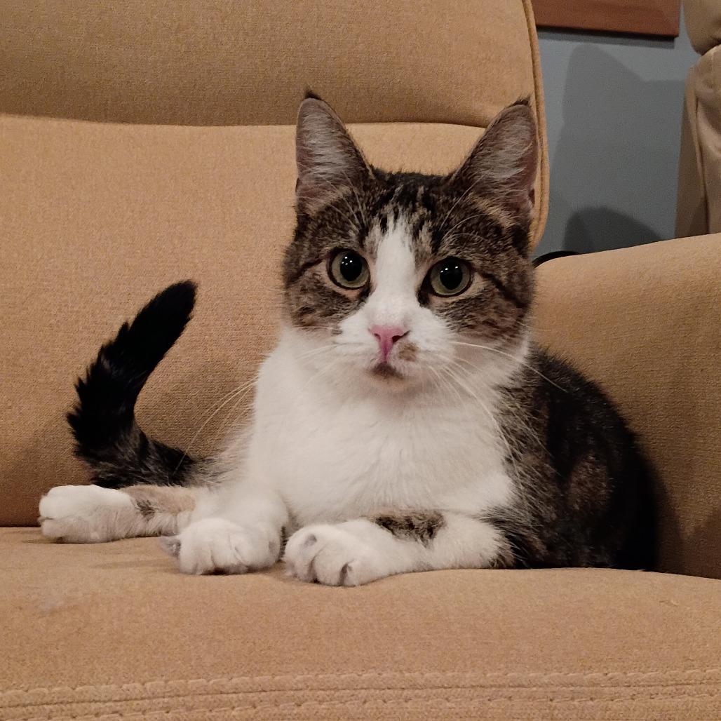 Enlarge New Moon, a Adoptable Domestic Short Hair in Brookfield, WI image 3/6
