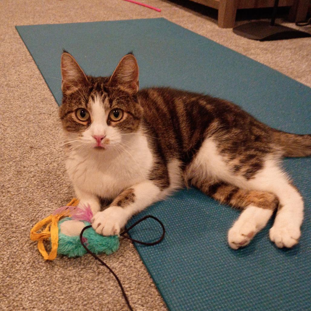 Enlarge New Moon, a Adoptable Domestic Short Hair in Brookfield, WI image 4/6