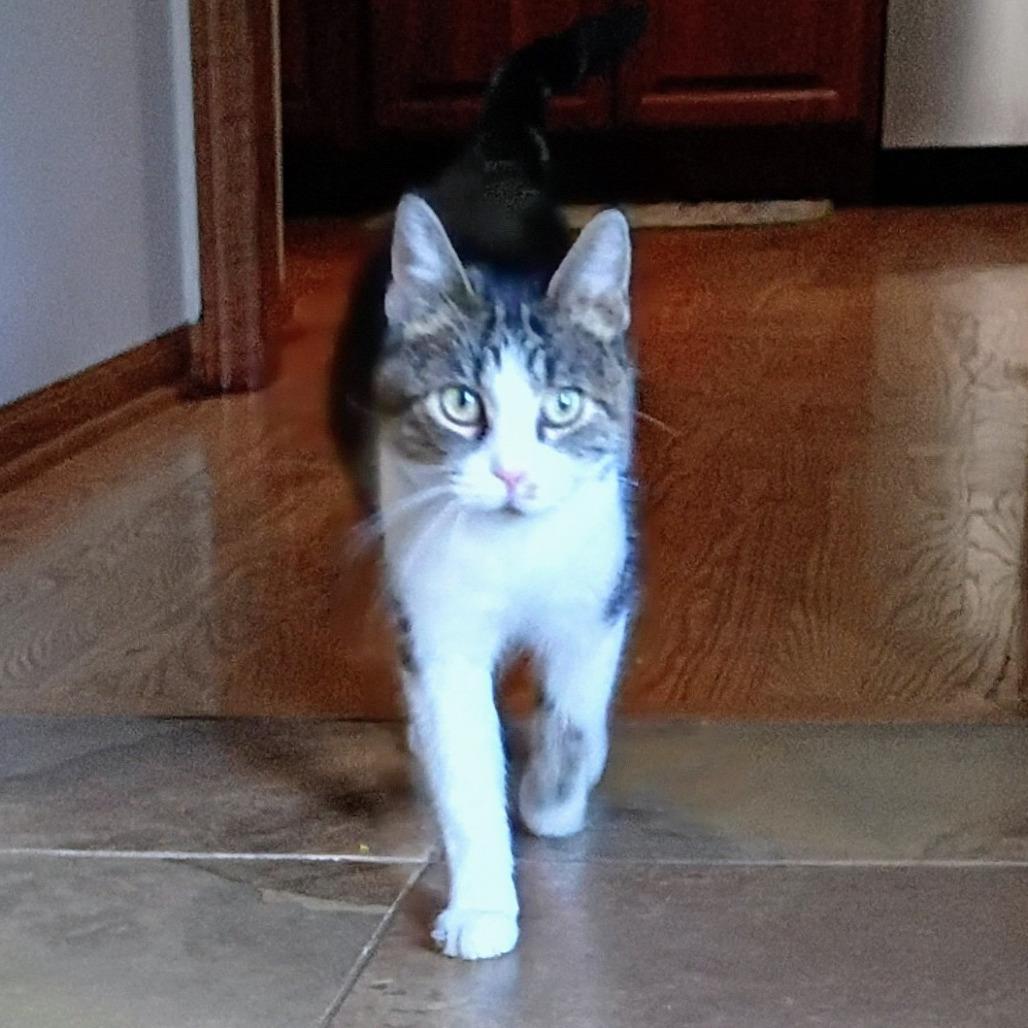 Enlarge New Moon, a Adoptable Domestic Short Hair in Brookfield, WI image 5/6