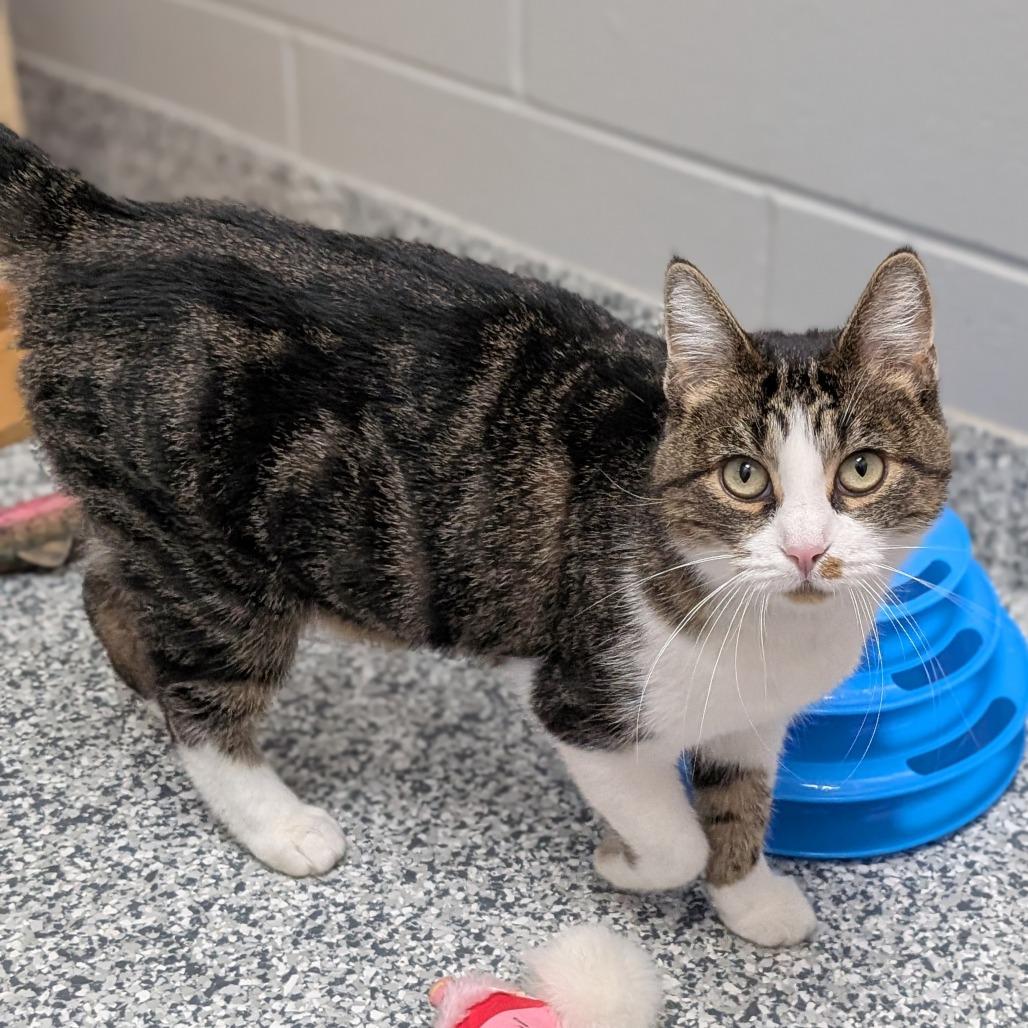 Enlarge New Moon, a Adoptable Domestic Short Hair in Brookfield, WI image 6/6