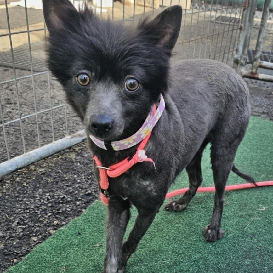 Triss, ADOPTABLE, Young Female Pomeranian.
