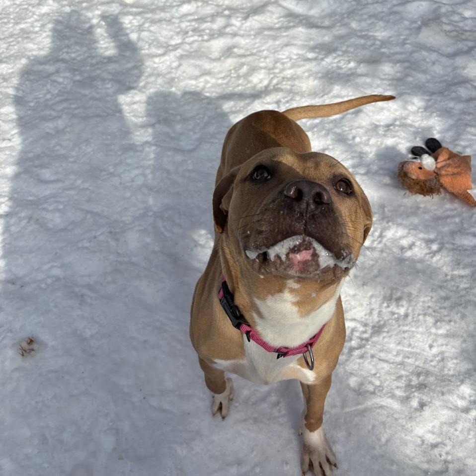 Happy, a Adoptable Mixed Breed in Pittsburgh, PA image 3/6