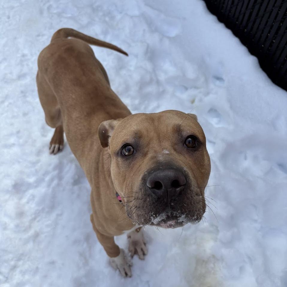 Happy, a Adoptable Mixed Breed in Pittsburgh, PA image 4/6
