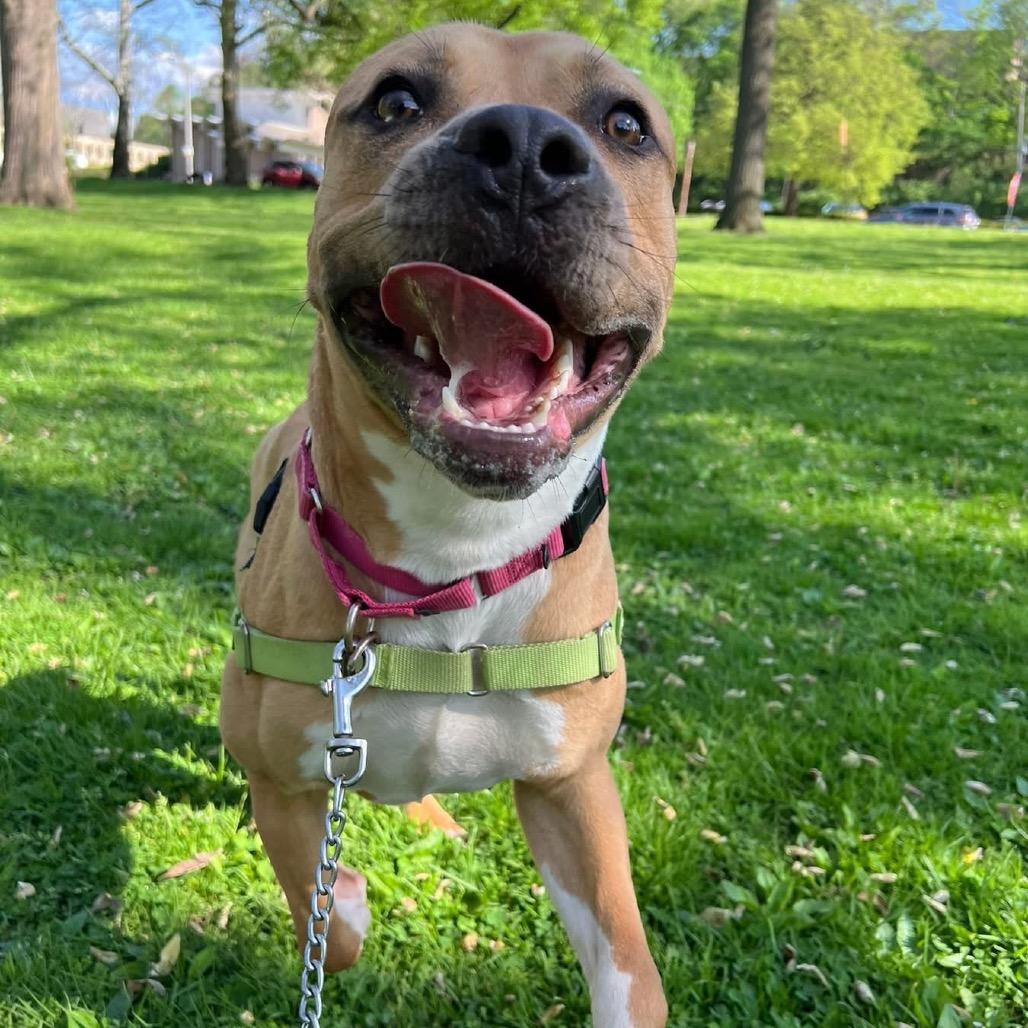Enlarge Happy, a Adoptable Mixed Breed in Pittsburgh, PA image 1/6