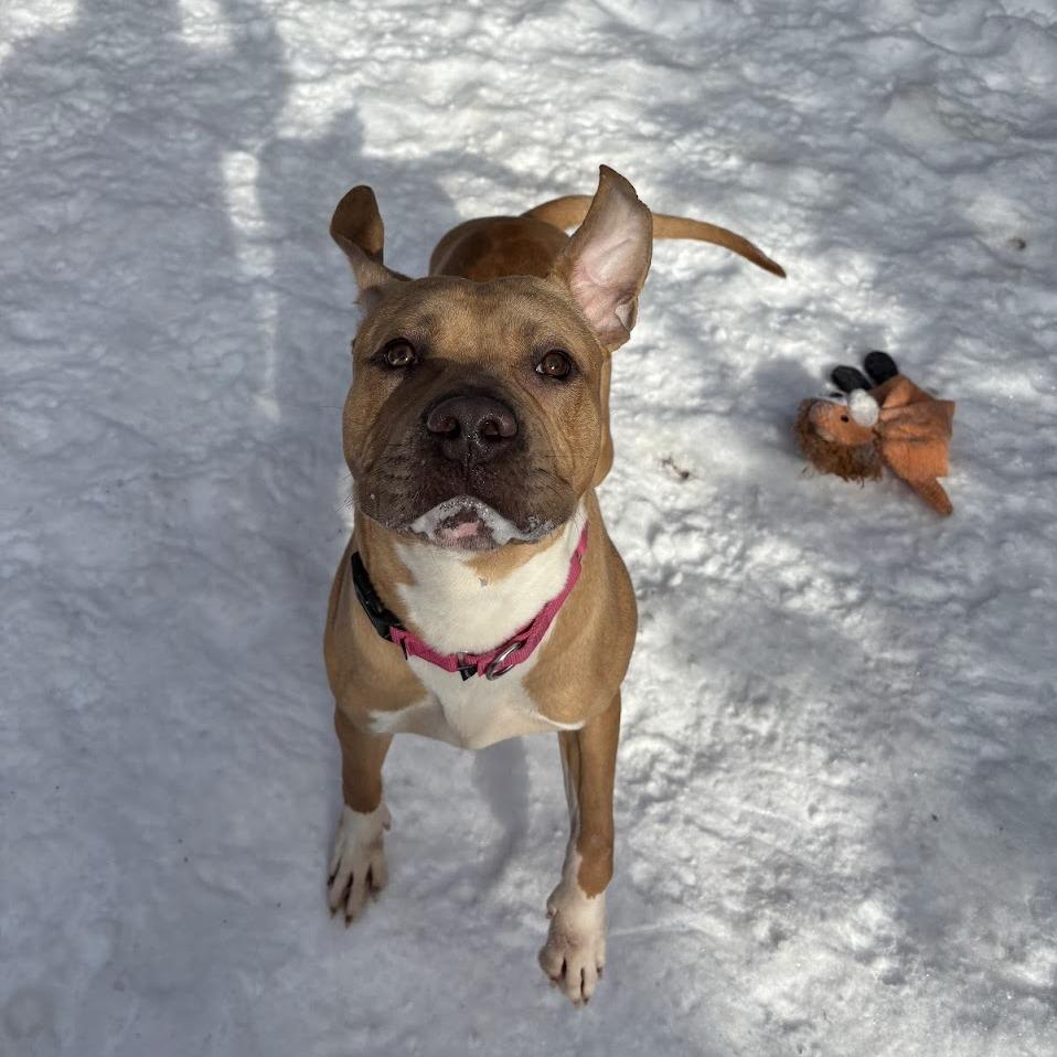 Happy, a Adoptable Mixed Breed in Pittsburgh, PA image 5/6