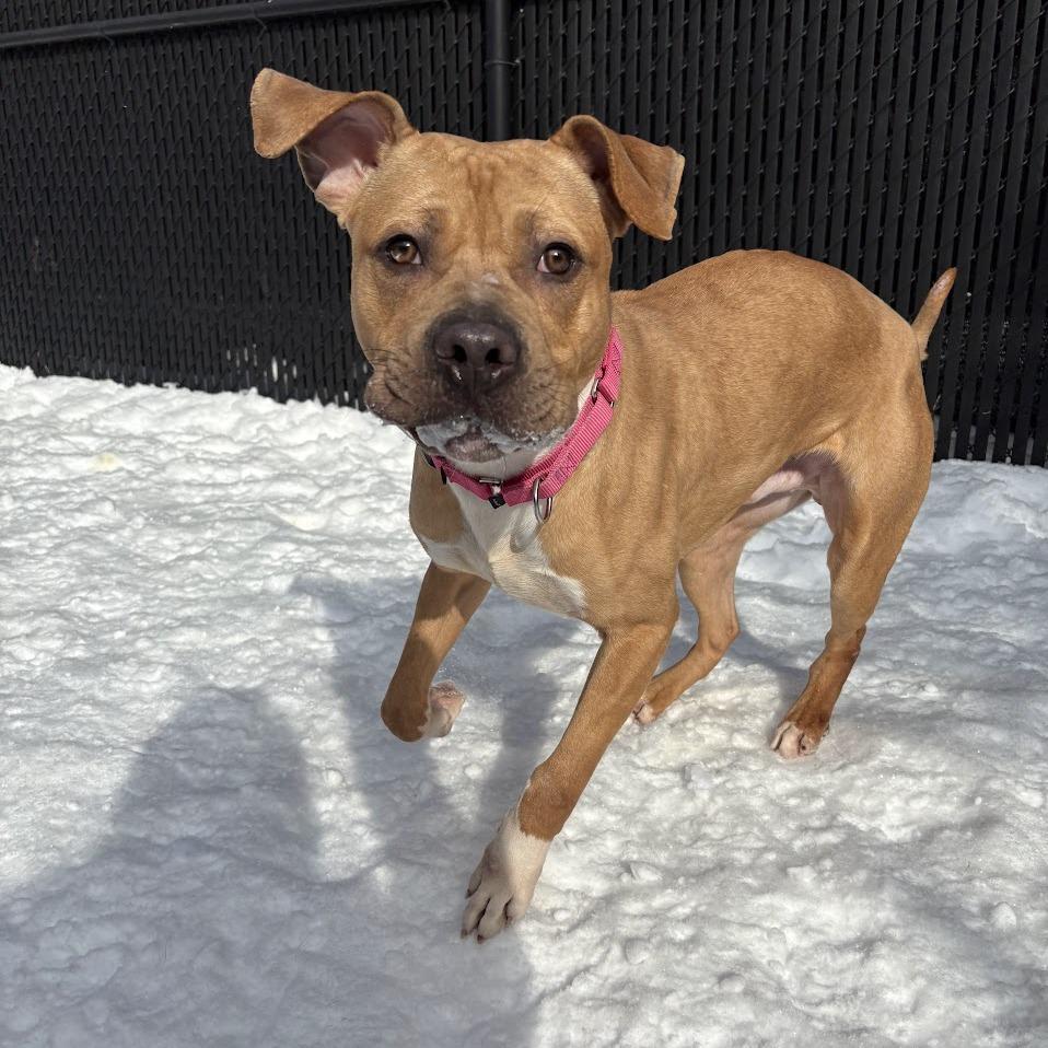 Happy, a Adoptable Mixed Breed in Pittsburgh, PA image 1/6