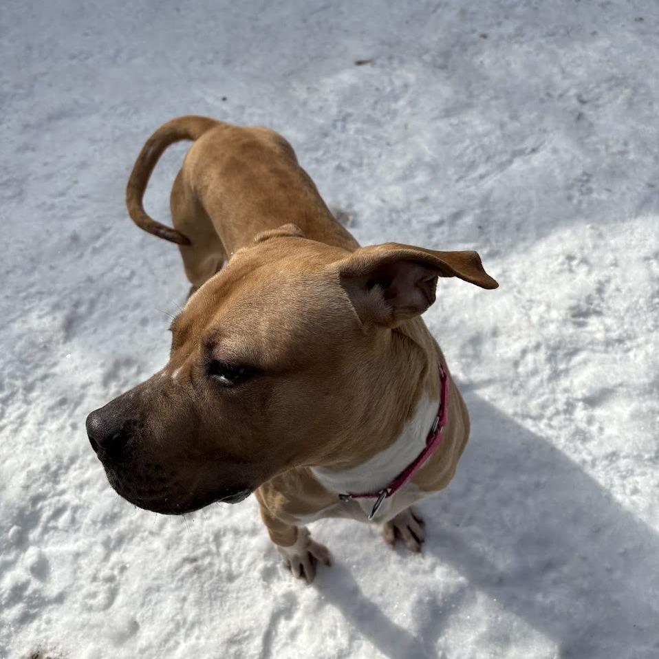 Happy, a Adoptable Mixed Breed in Pittsburgh, PA image 2/6