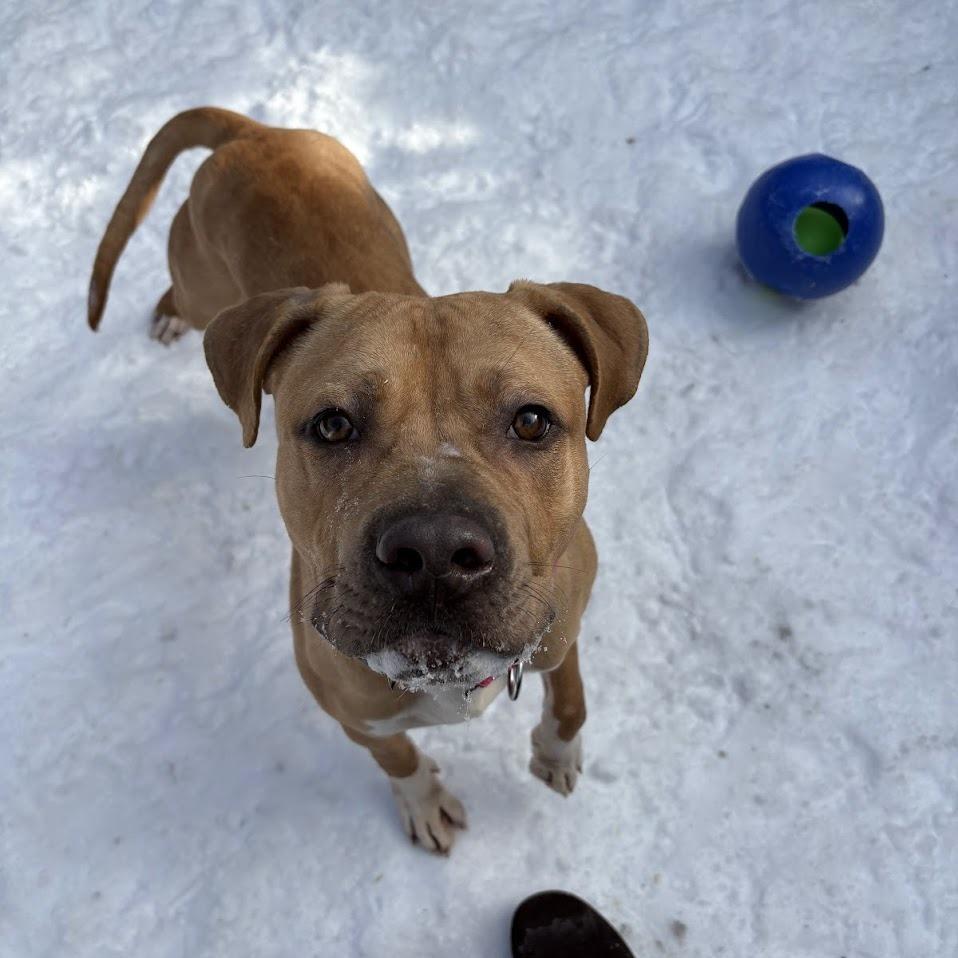 Happy, a Adoptable Mixed Breed in Pittsburgh, PA image 6/6
