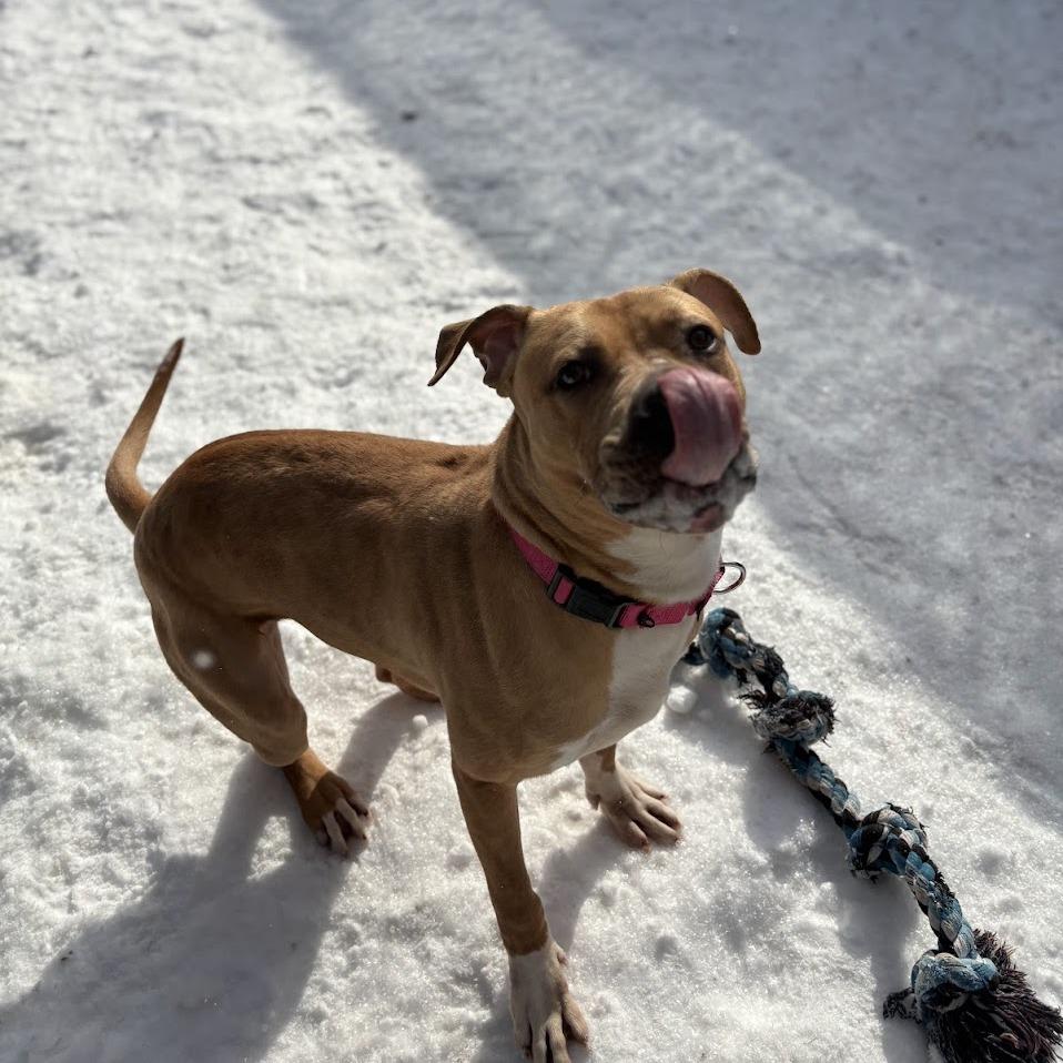Enlarge Happy, a Adoptable Mixed Breed in Pittsburgh, PA image 3/6