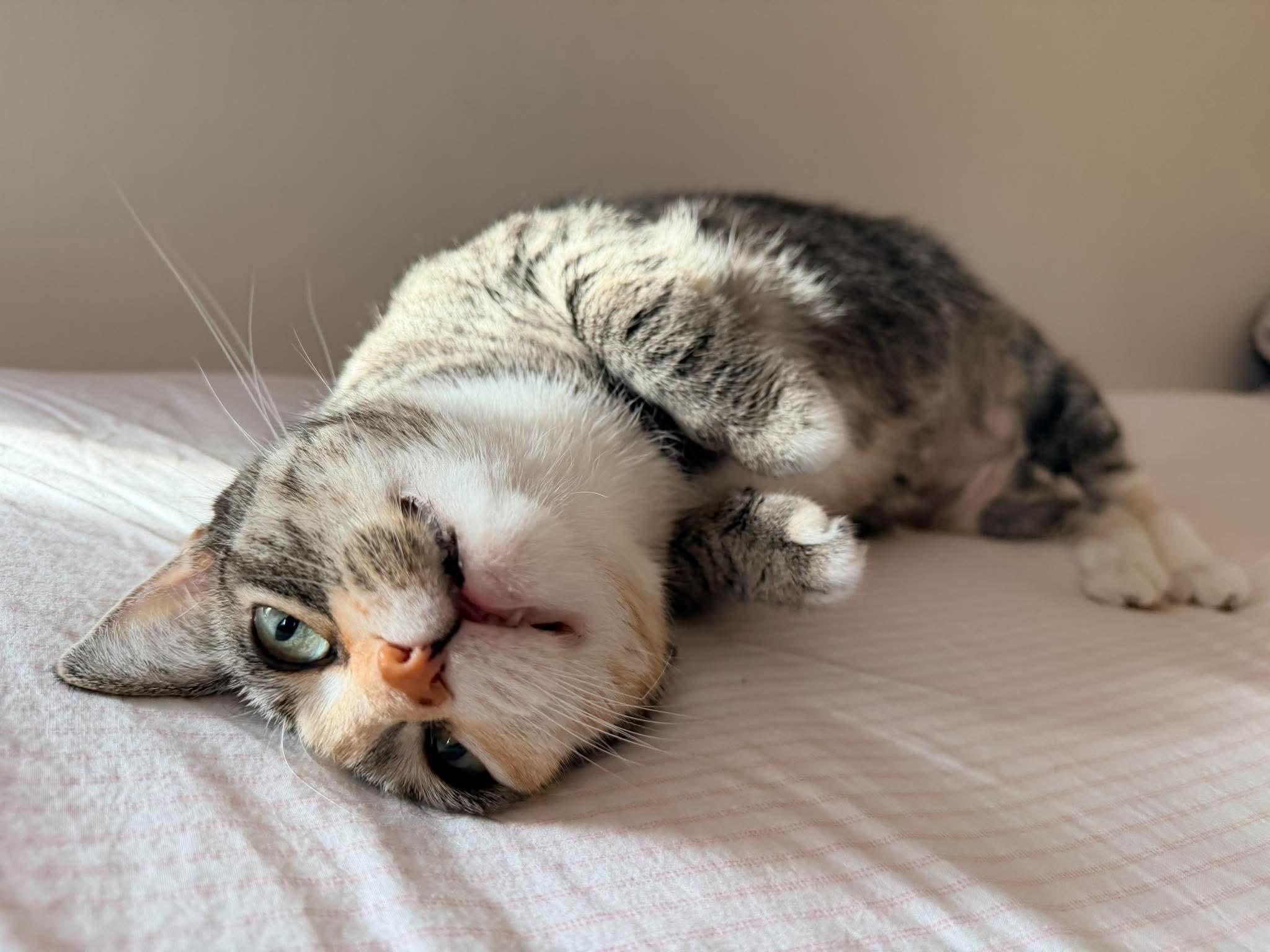 Enlarge Willa, a Adoptable Torbie in Rochester , NY image 3/6