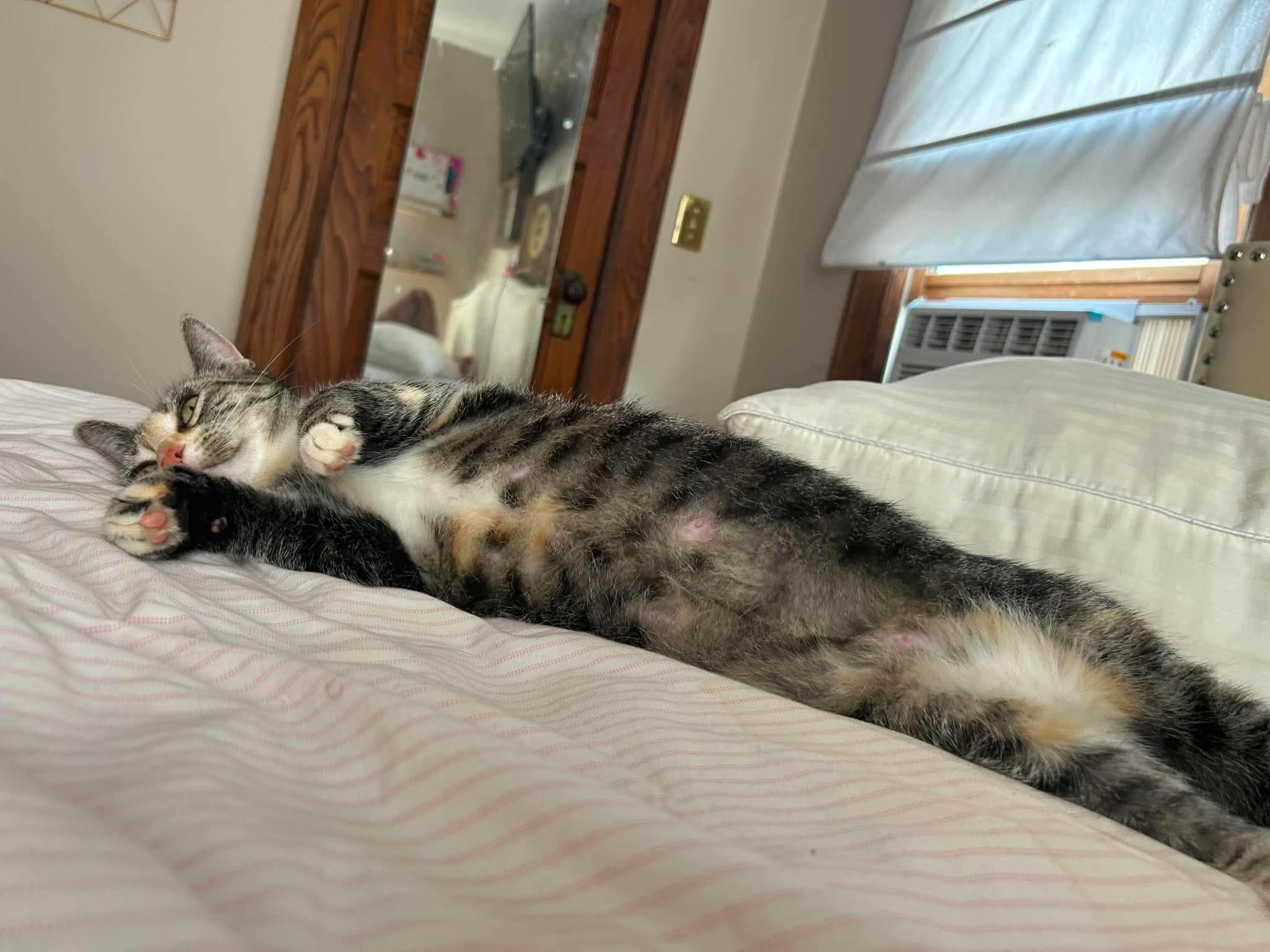 Enlarge Willa, a Adoptable Torbie in Rochester , NY image 2/6