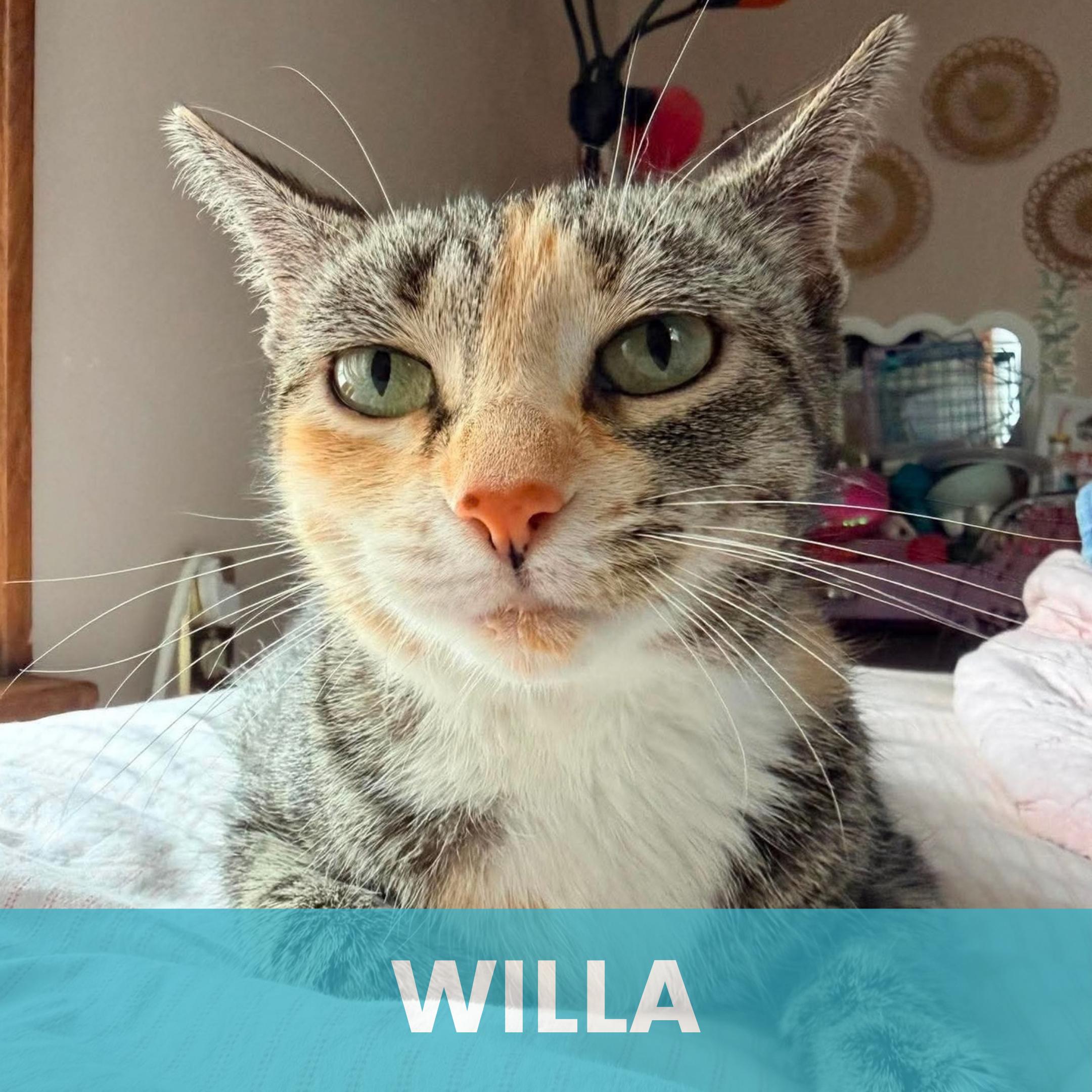 Willa, Adoptable, Young Female Torbie.