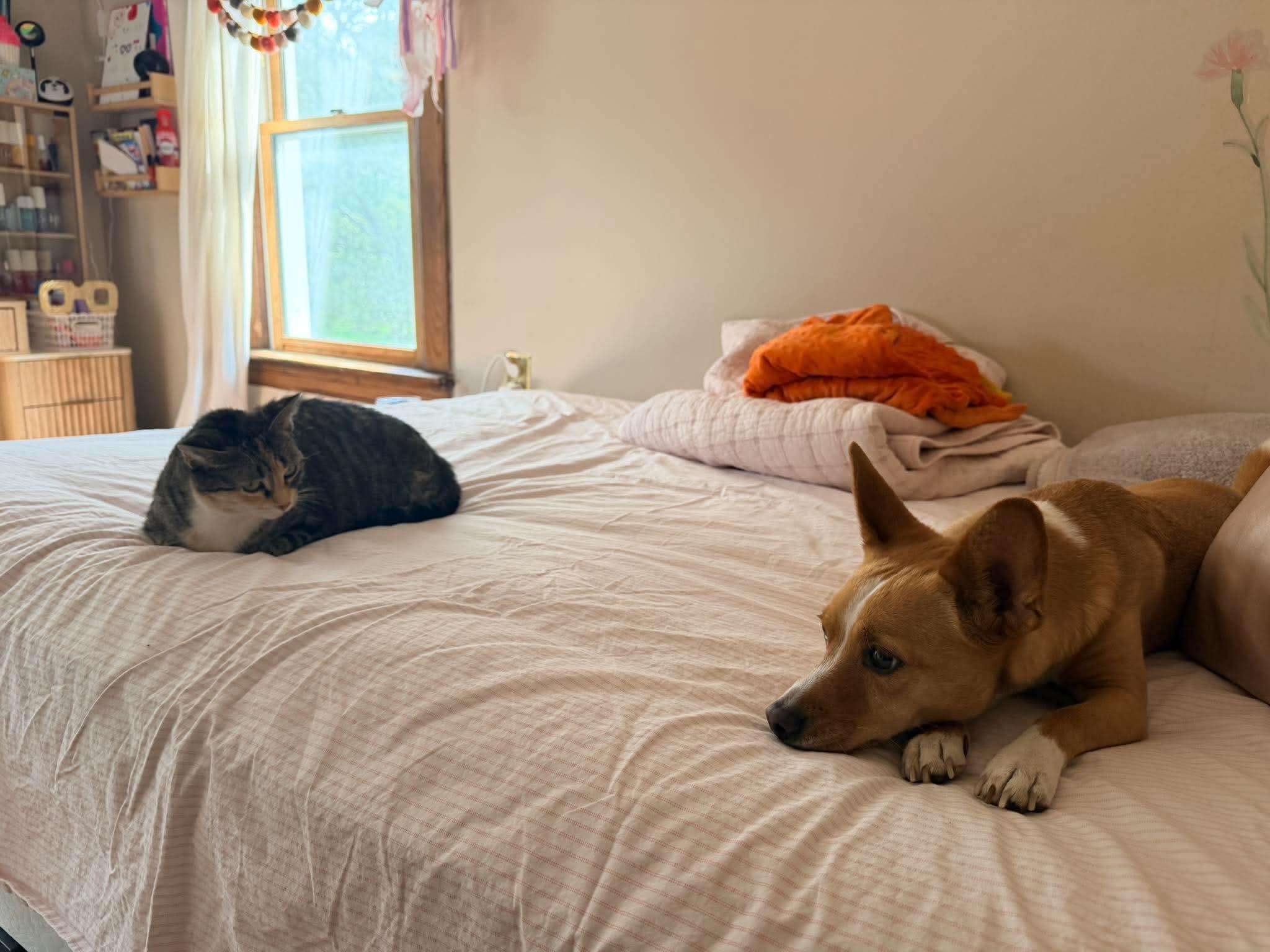Enlarge Willa, a Adoptable Torbie in Rochester , NY image 6/6