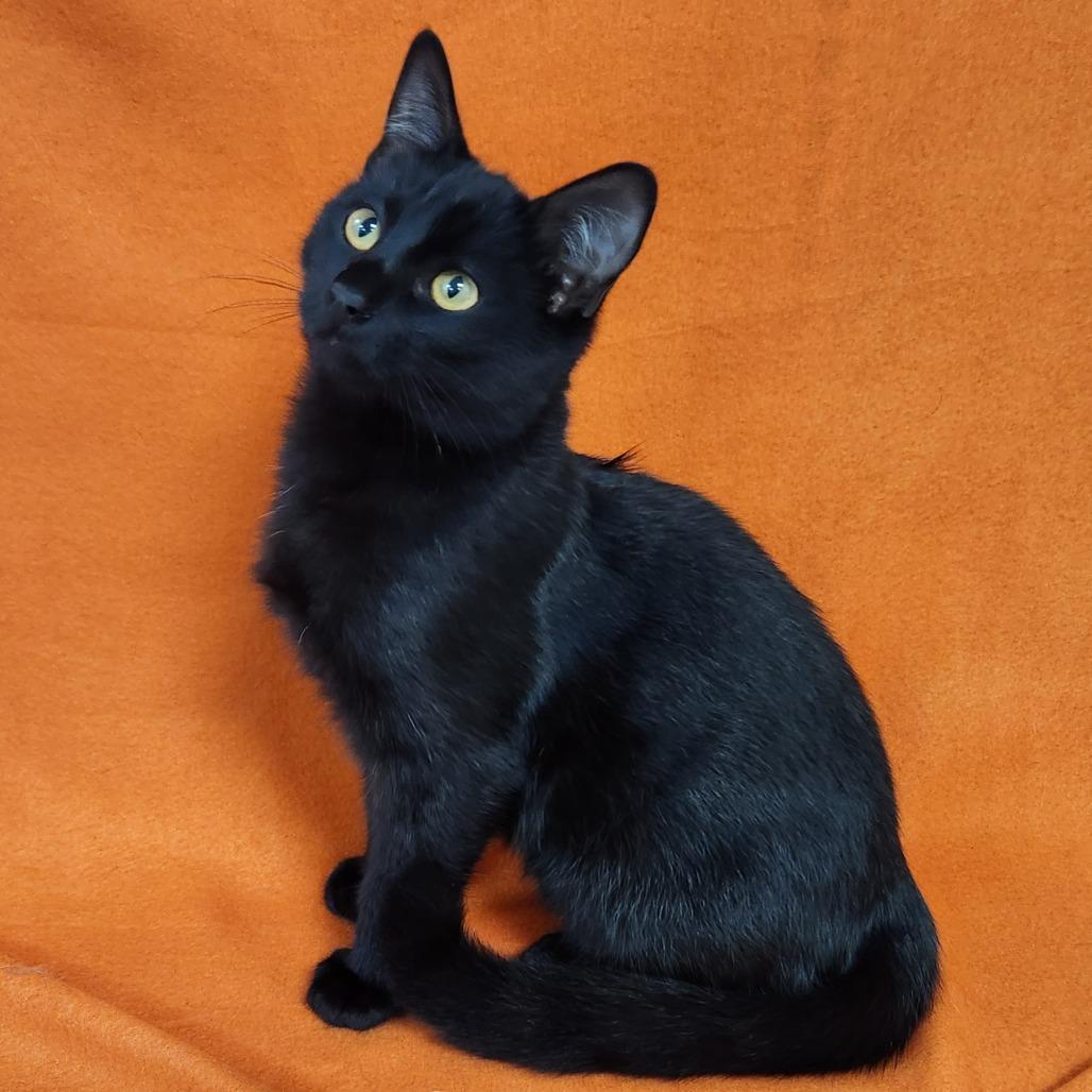 Blackie, Adoptable, Kitten Male Domestic Short Hair.