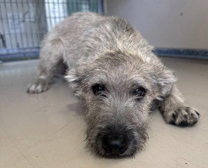 Sweetwater, Adopted, Puppy Female Terrier.