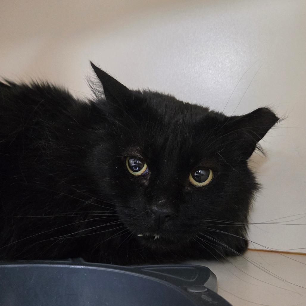 Enlarge Buster, a Adoptable Domestic Long Hair in Idaho Falls, ID image 1/1