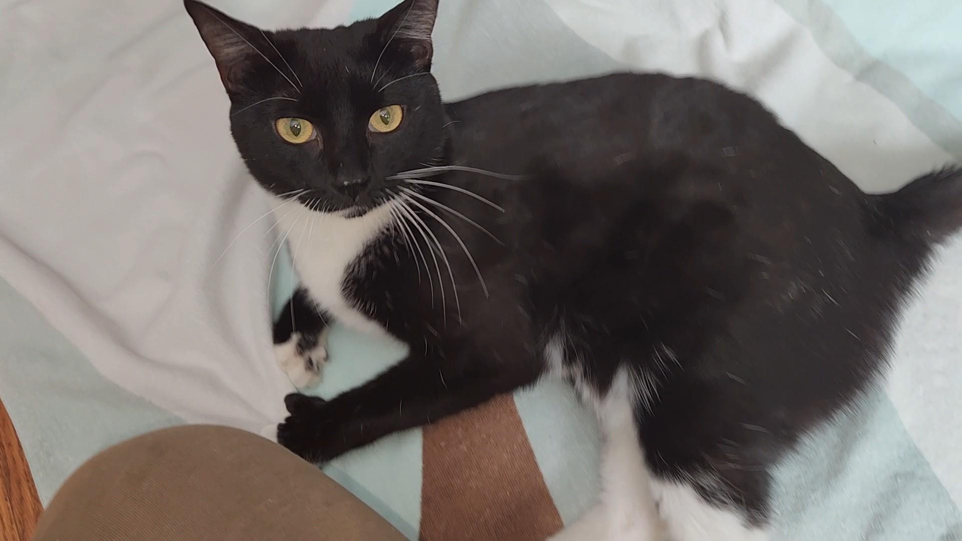 Enlarge Olive-Precious & Gentle, an adopted Domestic Short Hair in Laurel, MD image 4/6