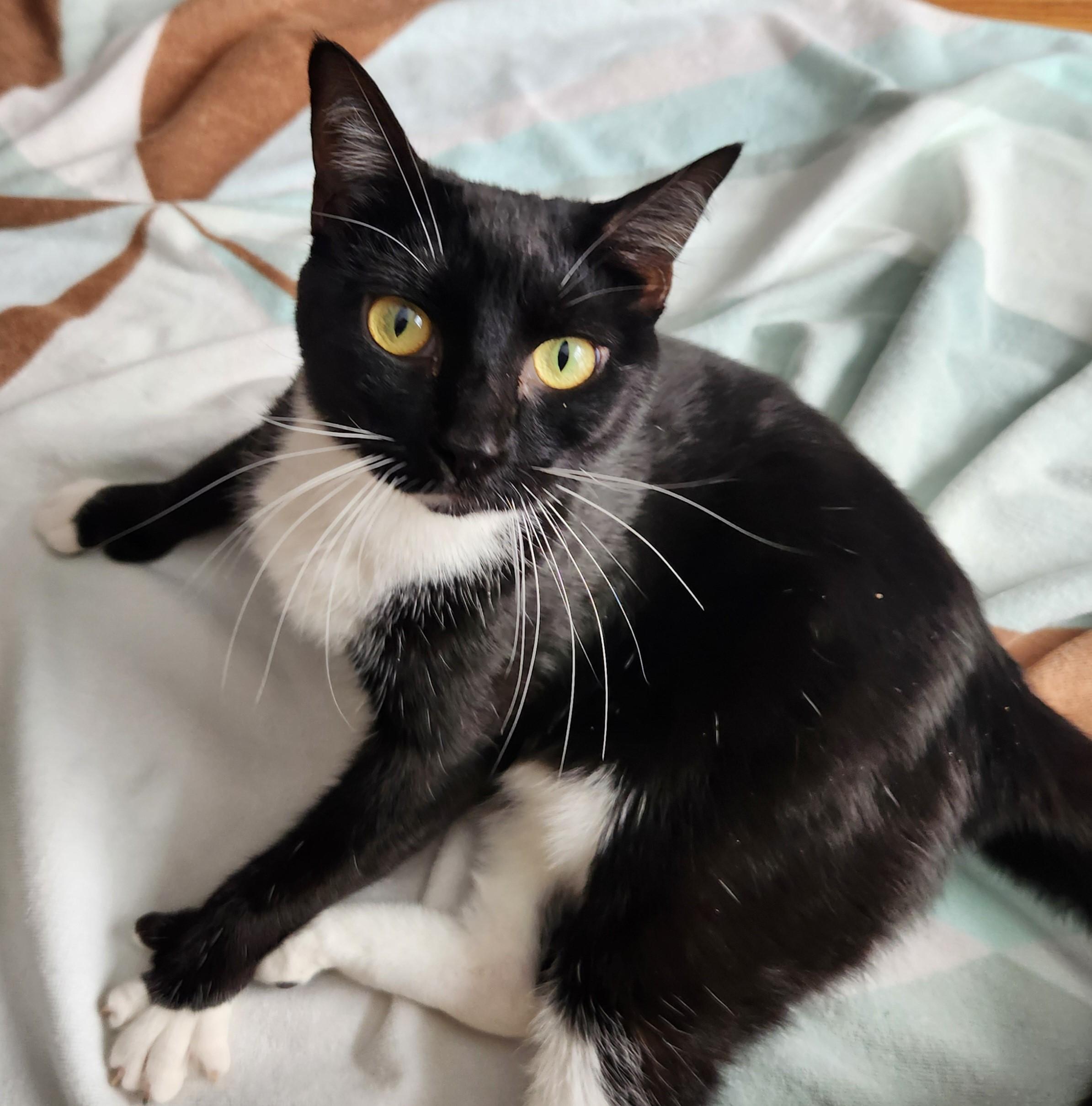 Enlarge Olive-Precious & Gentle, an adopted Domestic Short Hair in Laurel, MD image 5/6