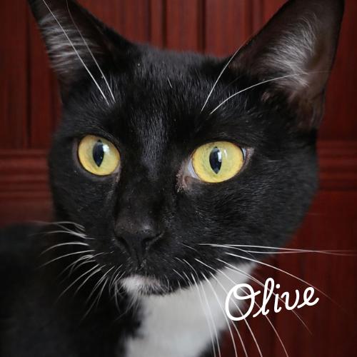 Enlarge Olive-Precious & Gentle, an adopted Domestic Short Hair in Laurel, MD image 3/6