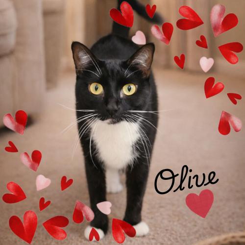 Enlarge Olive-Precious & Gentle, an adopted Domestic Short Hair in Laurel, MD image 1/6
