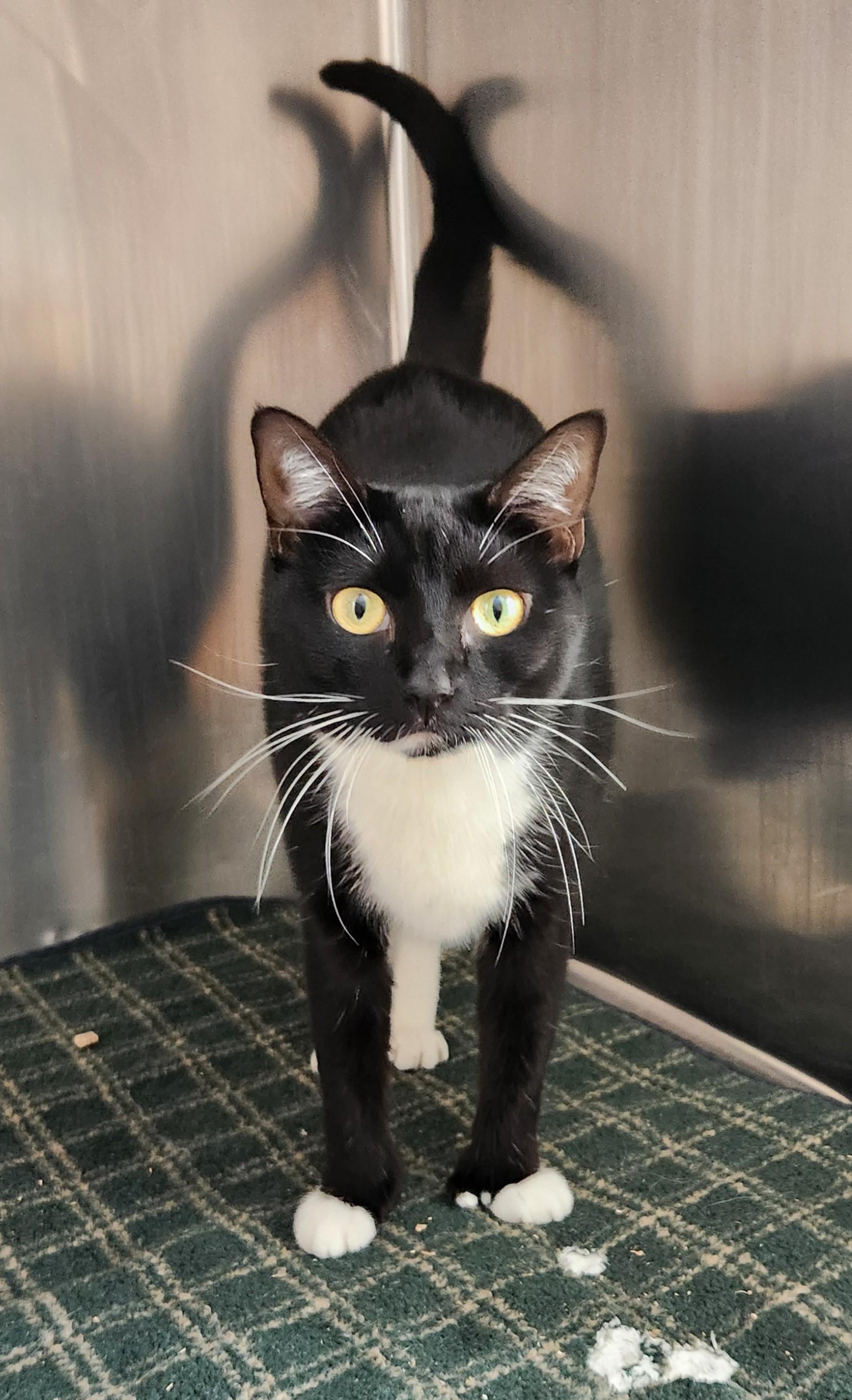 Enlarge Olive-Precious & Gentle, an adopted Domestic Short Hair in Laurel, MD image 6/6