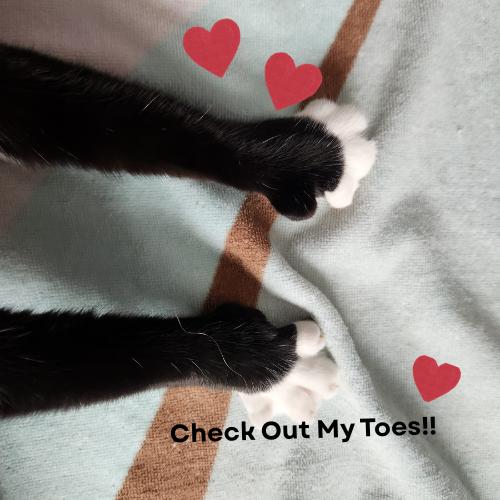 Enlarge Olive-Precious & Gentle, an adopted Domestic Short Hair in Laurel, MD image 2/6