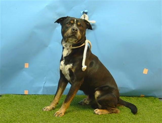TIBERIO, Adoptable, Adult Male Rottweiler & Mixed Breed.