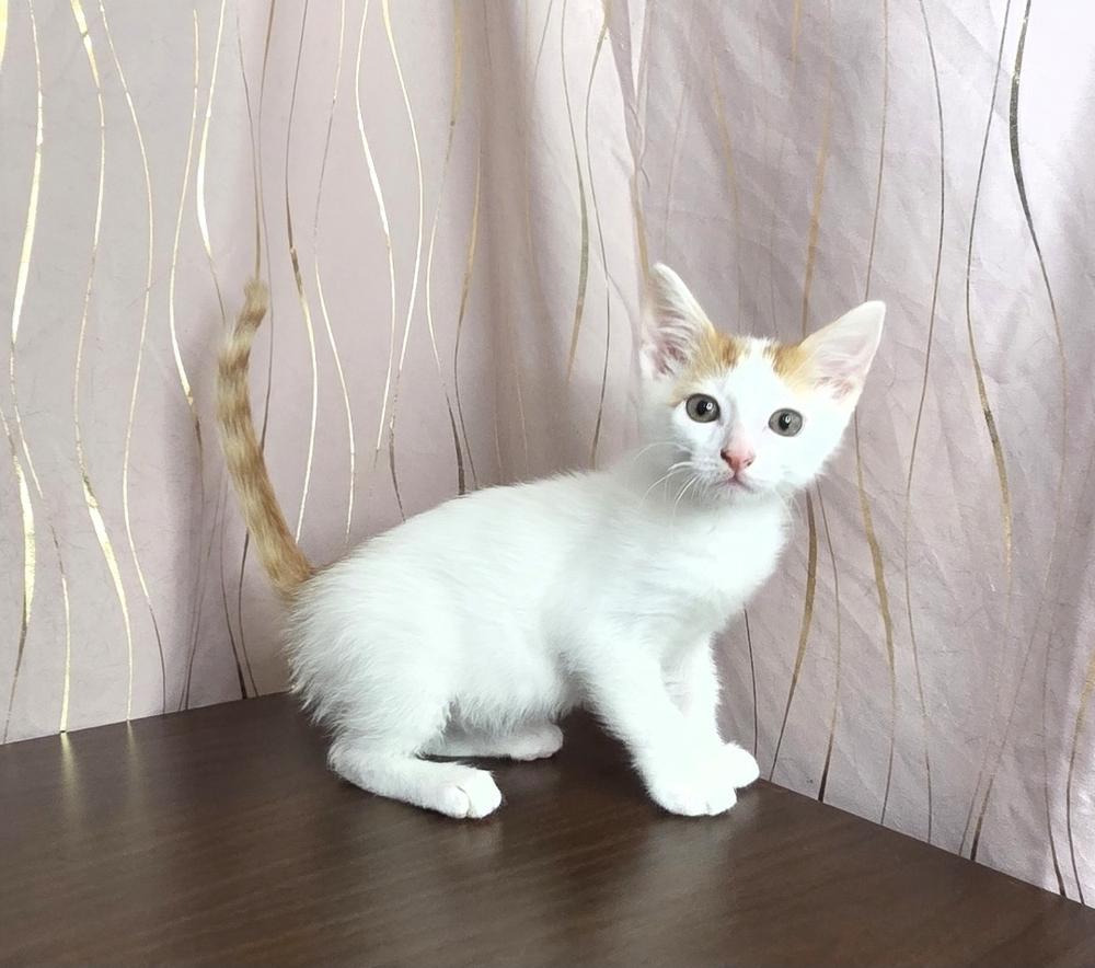 Enlarge Marvin, a Adoptable mixed breed in Long Beach, MS image 1/4