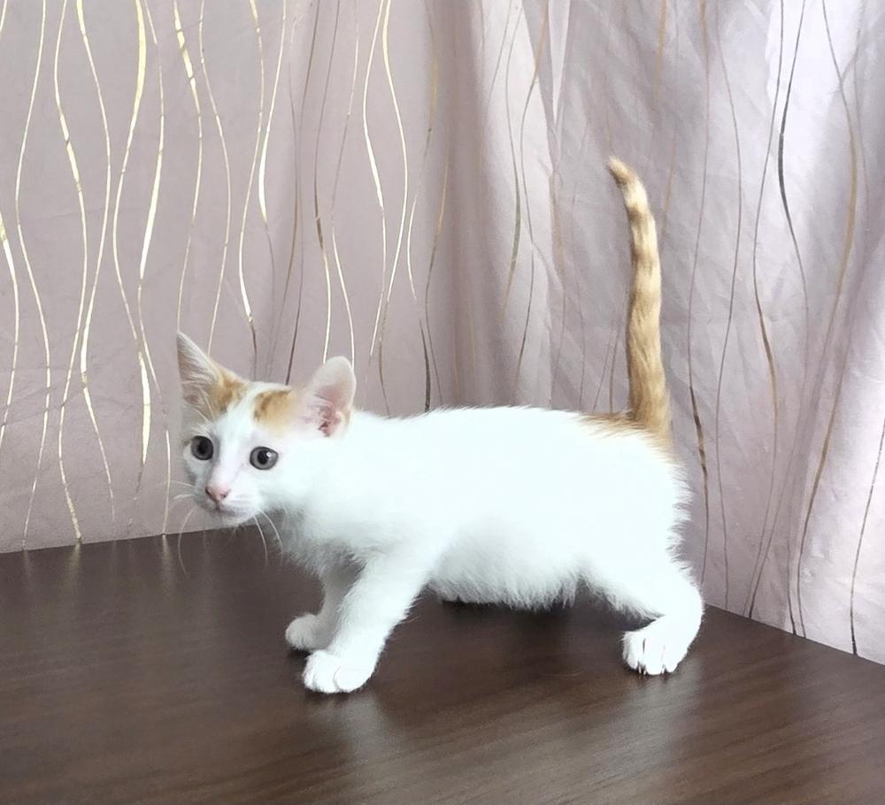 Enlarge Marvin, a Adoptable mixed breed in Long Beach, MS image 2/4