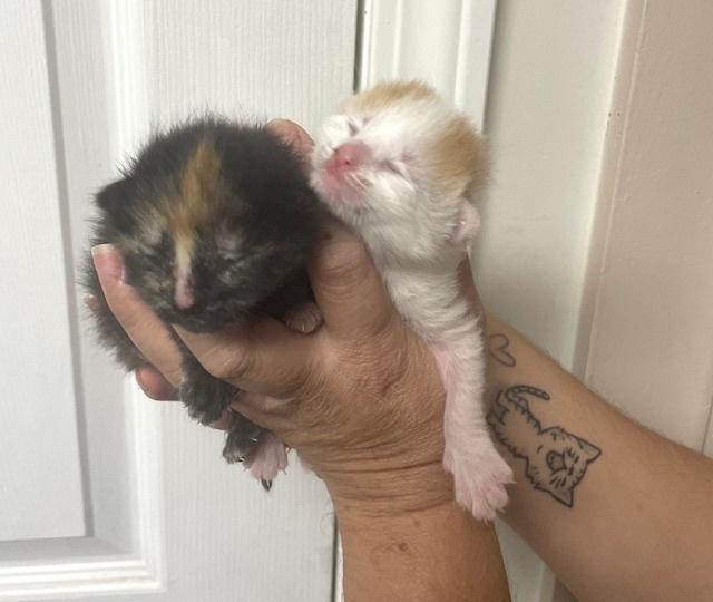 Enlarge Marvin, a Adoptable mixed breed in Long Beach, MS image 3/4