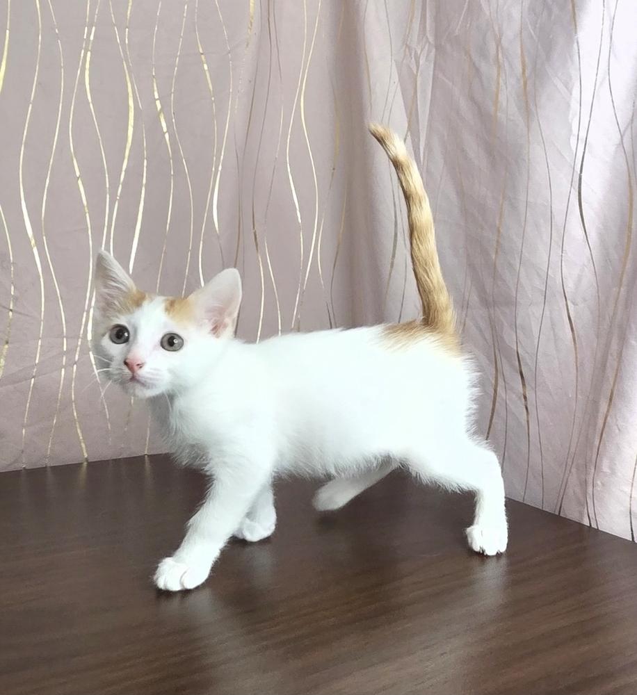 Marvin, Adoptable, Kitten Male Domestic Short Hair.