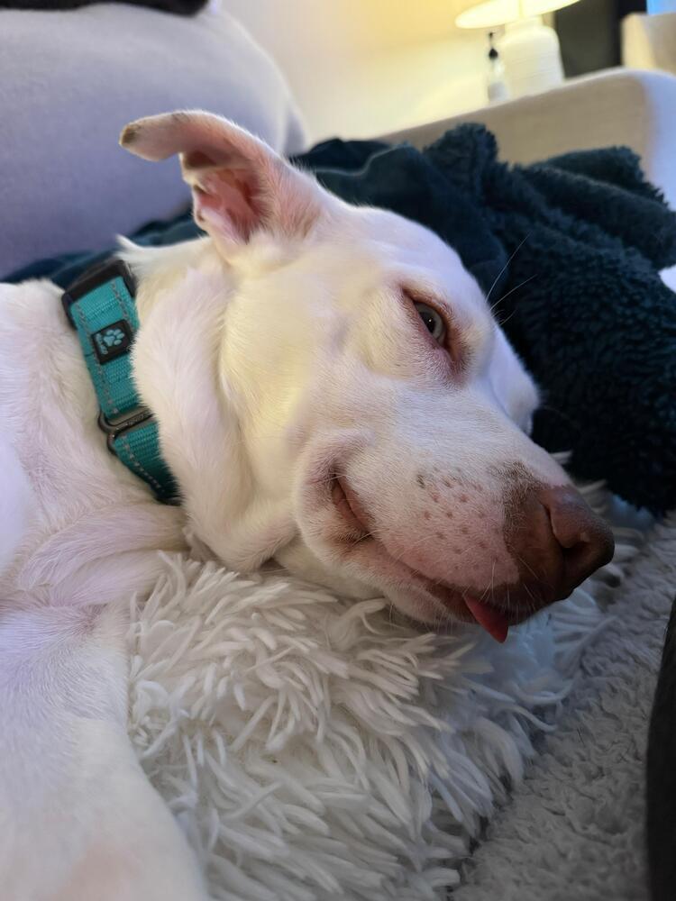 Little Baby (FOSTERED LOCALLY), Adoptable, Adult Female American Staffordshire Terrier.