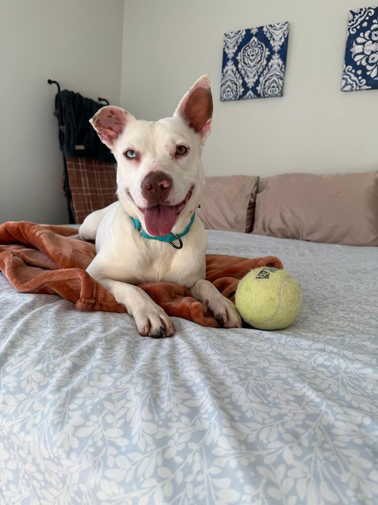 Enlarge Little Baby (FOSTERED LOCALLY), a Adoptable mixed breed in Leverett, MA image 2/6