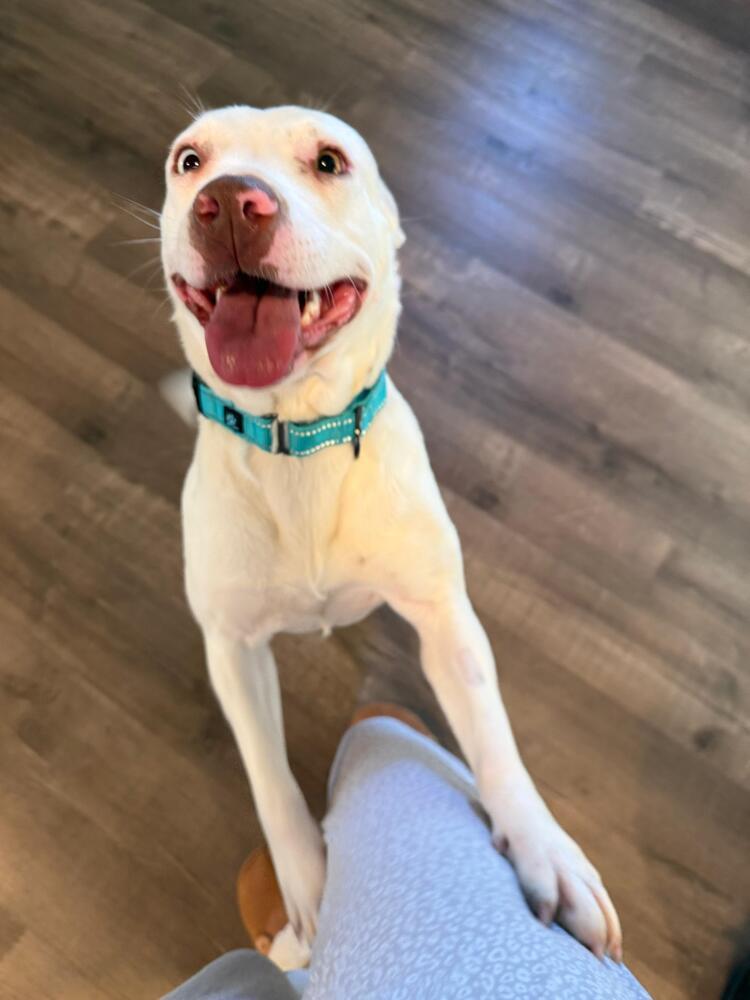 Enlarge Little Baby (FOSTERED LOCALLY), a Adoptable mixed breed in Leverett, MA image 3/6