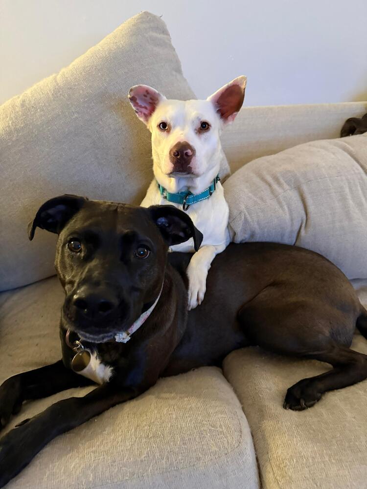 Enlarge Little Baby (FOSTERED LOCALLY), a Adoptable mixed breed in Leverett, MA image 4/6