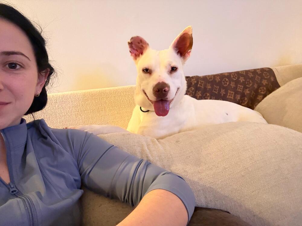 Enlarge Little Baby (FOSTERED LOCALLY), a Adoptable mixed breed in Leverett, MA image 5/6