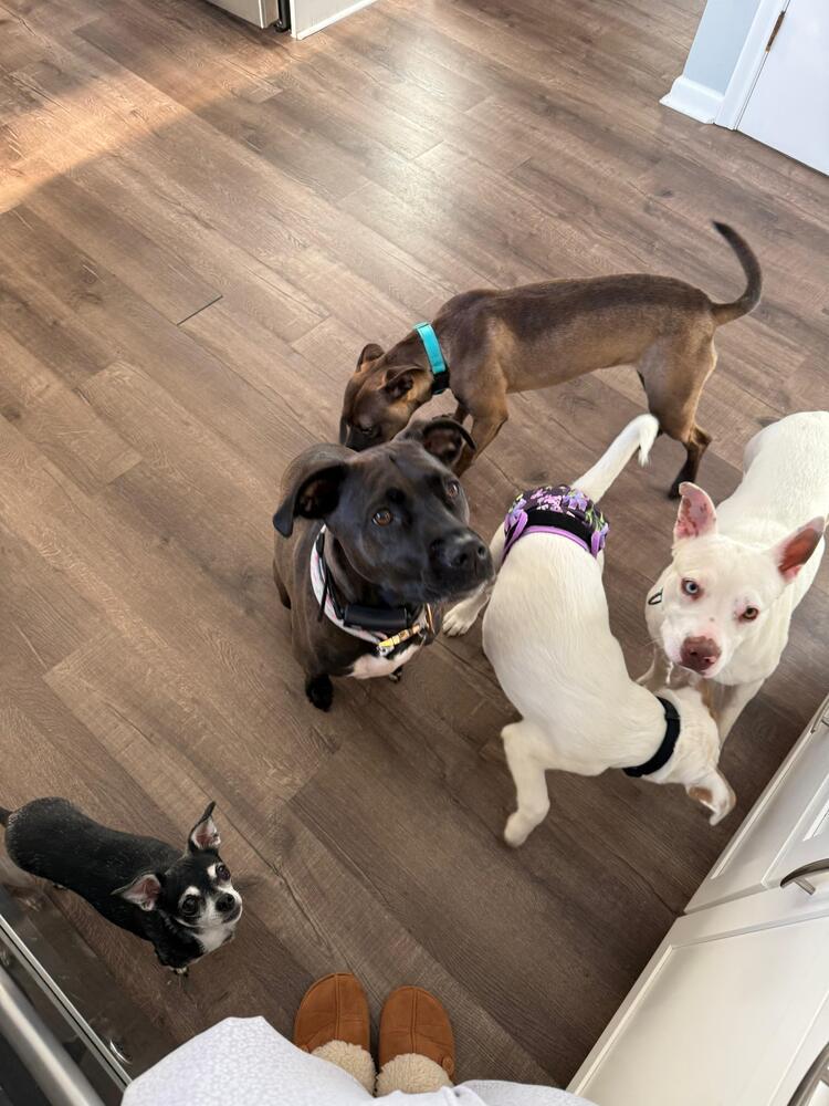 Enlarge Little Baby (FOSTERED LOCALLY), a Adoptable mixed breed in Leverett, MA image 6/6