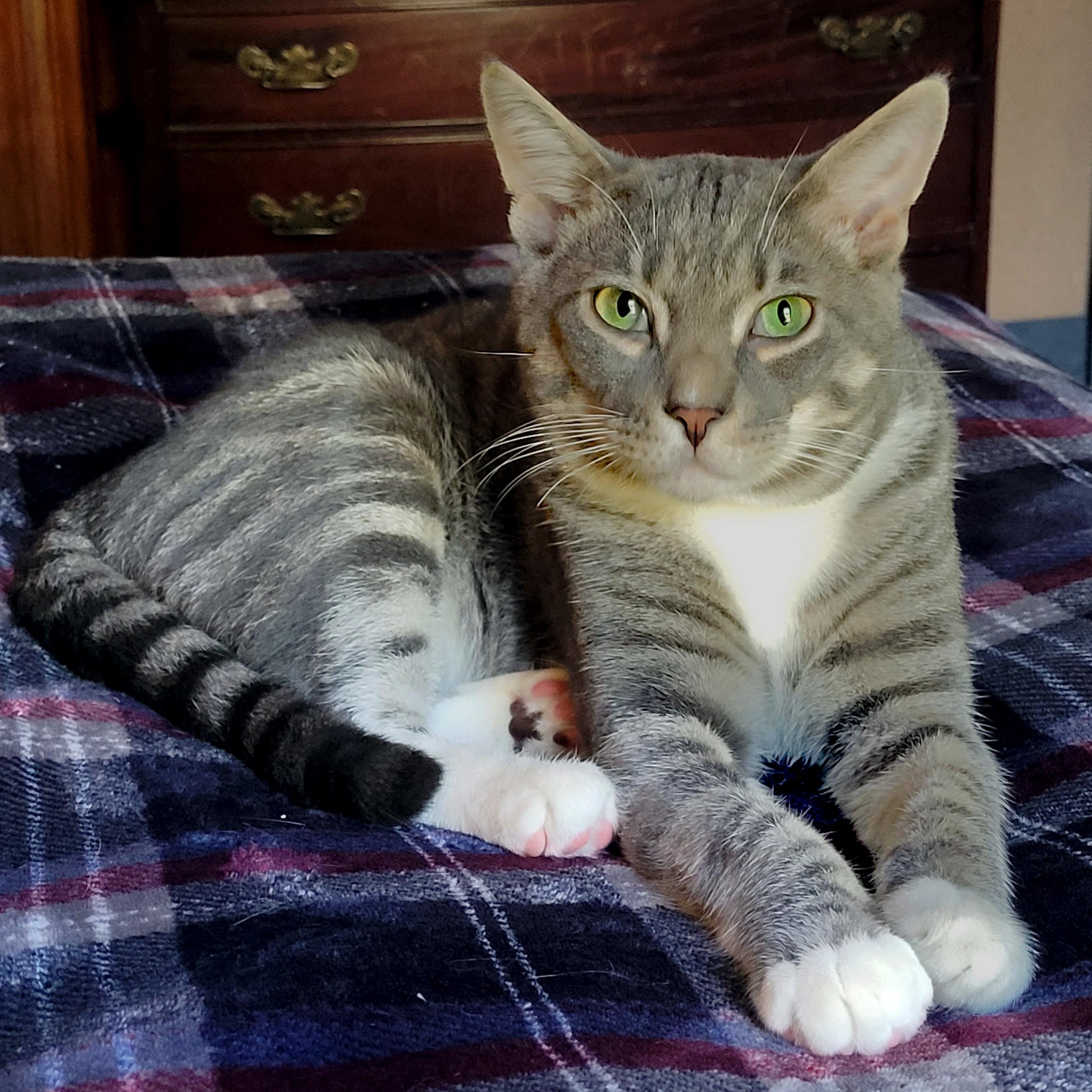 Enlarge Umami, a Adoptable Domestic Short Hair in Apex, NC image 1/3