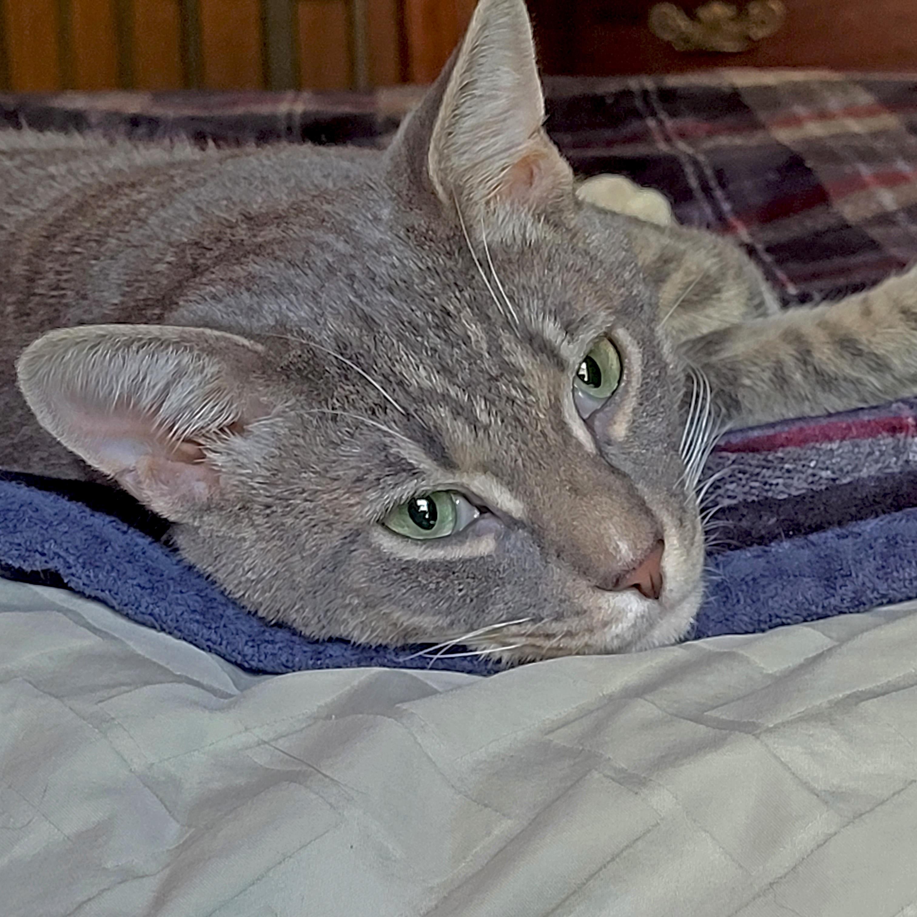 Enlarge Umami, a Adoptable Domestic Short Hair in Apex, NC image 2/3