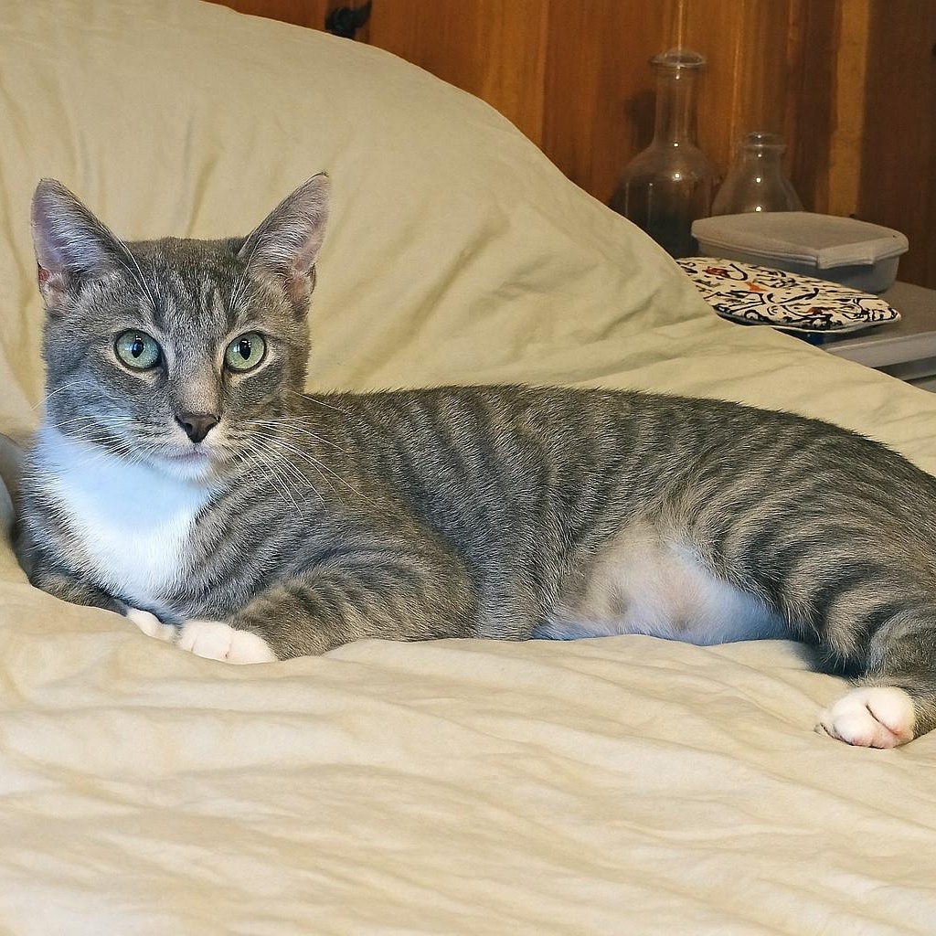 Enlarge Umami, a Adoptable Domestic Short Hair in Apex, NC image 3/3