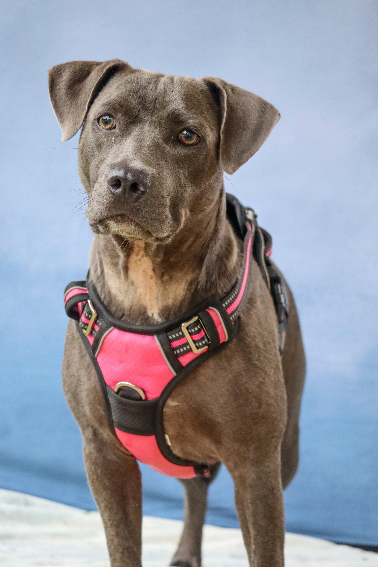 Demi, Adoptable, Young Female Terrier.