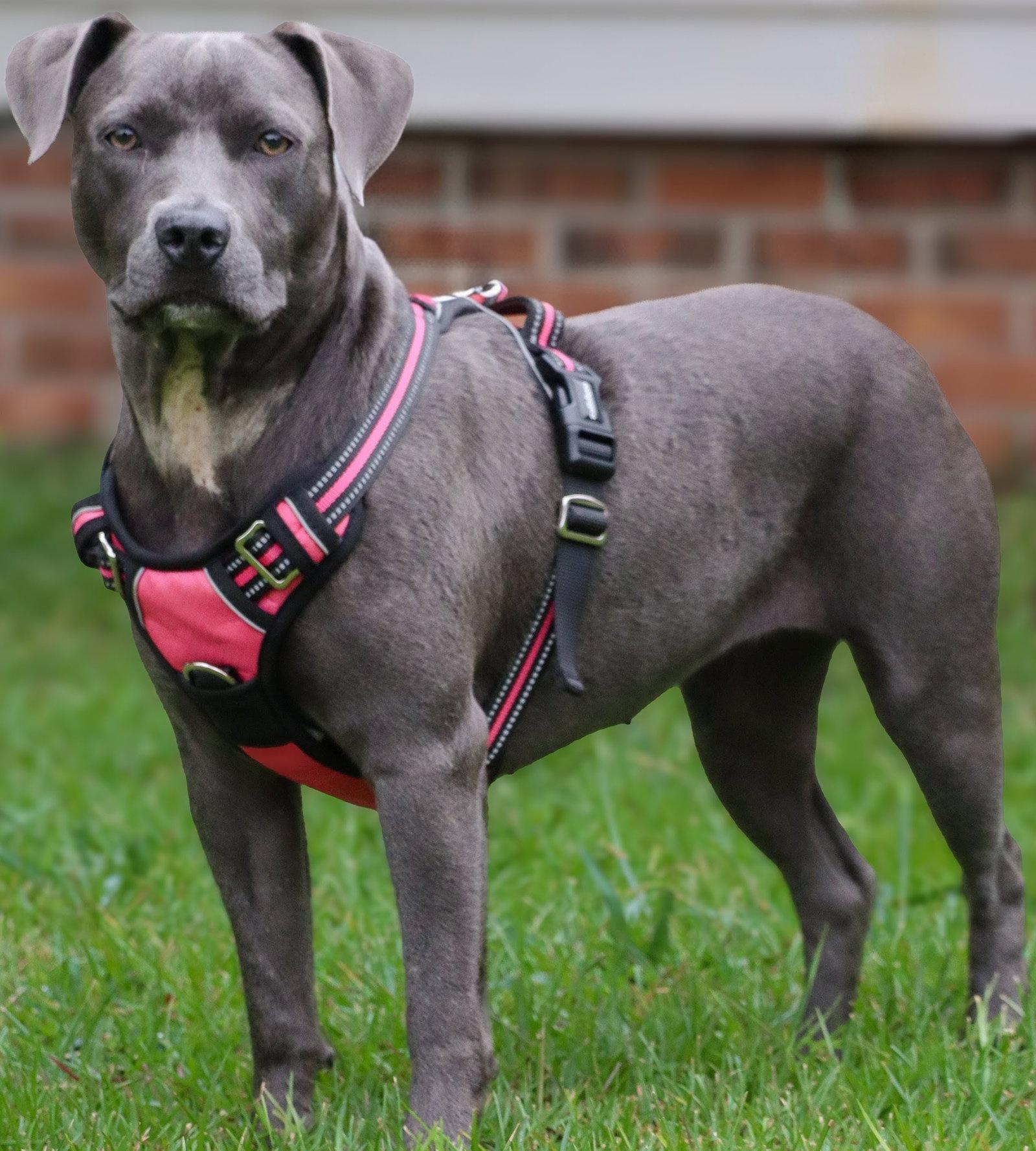 Enlarge Demi, a Adoptable Terrier in Greenville, SC image 2/3