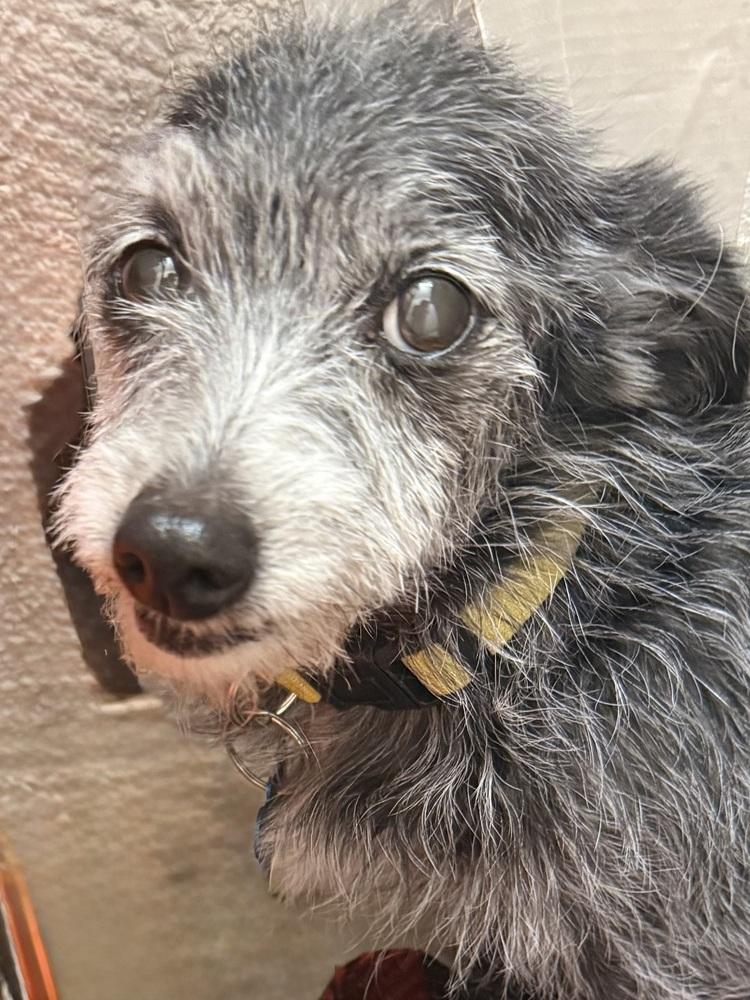 SKUNK, Adoptable, Senior Female Schnauzer & Terrier.